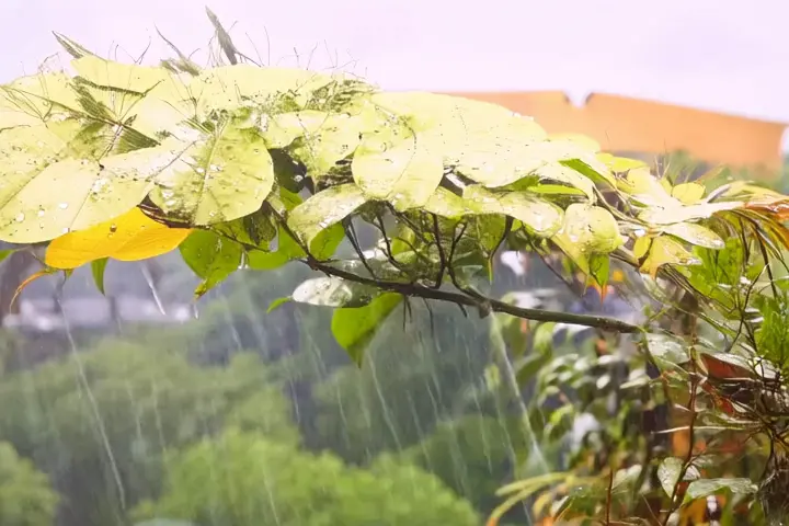 Rain on Amazon foliage → Oasis spring in desert