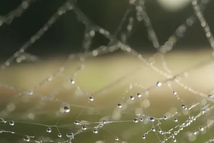 Dew on a spider web → Sunlight on a calmed lake