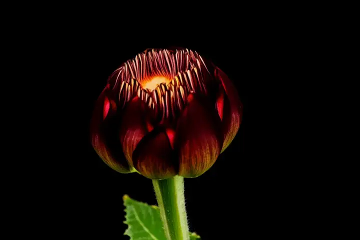 Flower blooming → Fireworks bursting over a calm lake