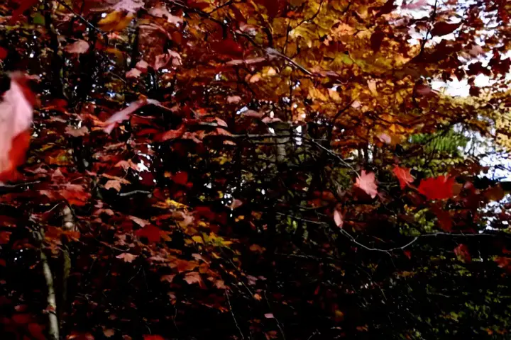 Leaves rustling in autumn → Confetti swirling in celebration